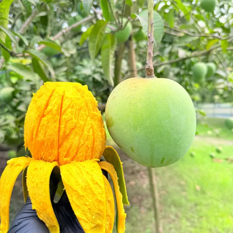 সাতক্ষীরার গোবিন্দভোগ আম - ২৪ কেজি