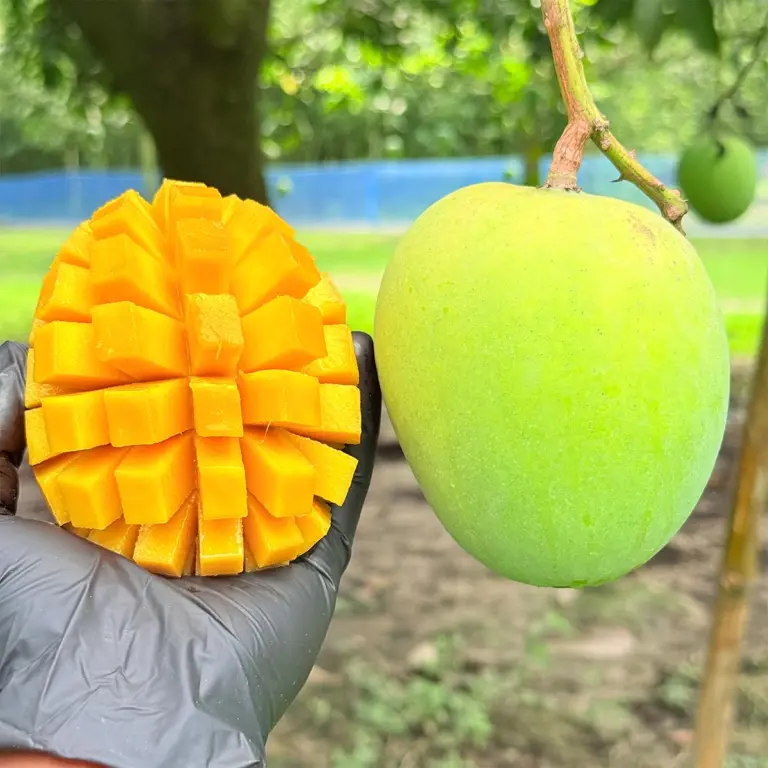 Mango Gallery