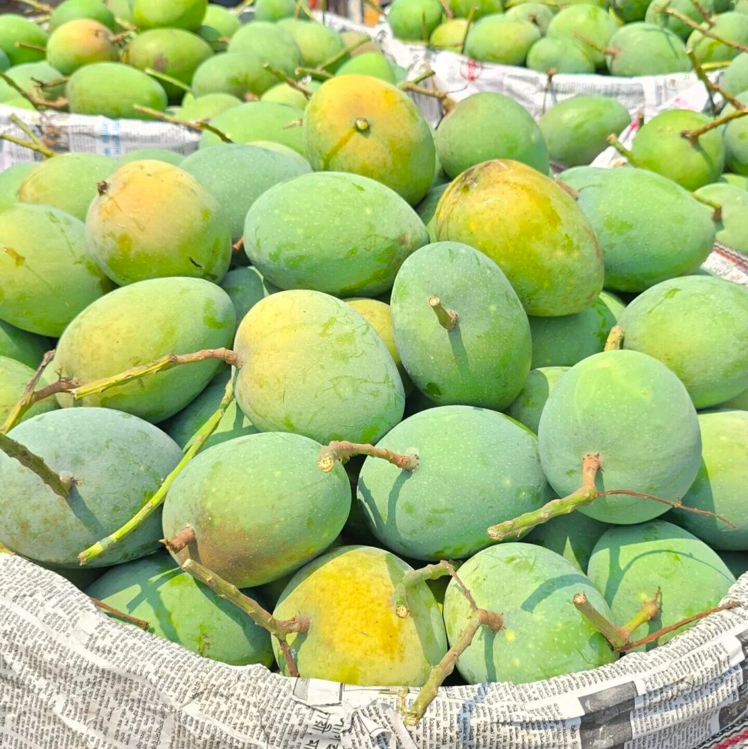 সাতক্ষীরার গোবিন্দভোগ আম - ৩৬ কেজি